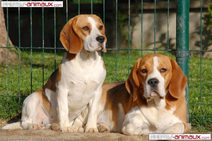 Mon toutou - Beagle (3 ans)