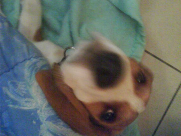 Spike - Beagle Mâle (4 mois)