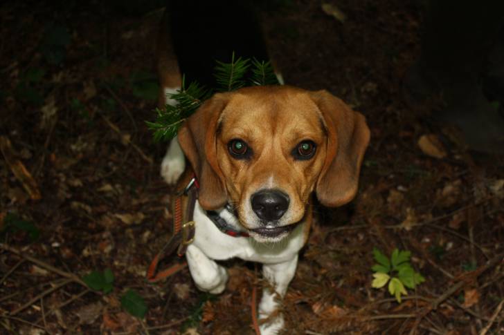 Chaser - Beagle Mâle (1 an)