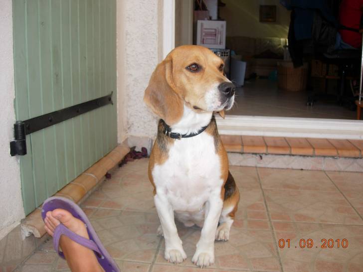 Eycka - Beagle (3 ans)