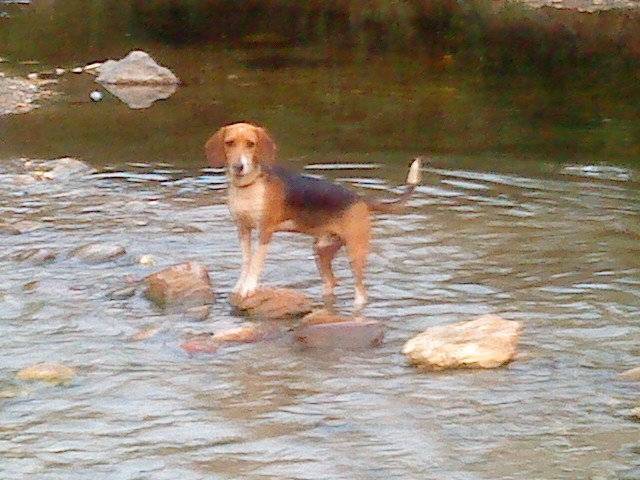 soldad - Beagle Mâle (2 ans)