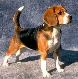 ticko - Beagle Mâle (3 ans)
