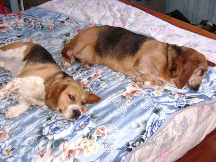 Bill - Beagle Mâle (3 ans)
