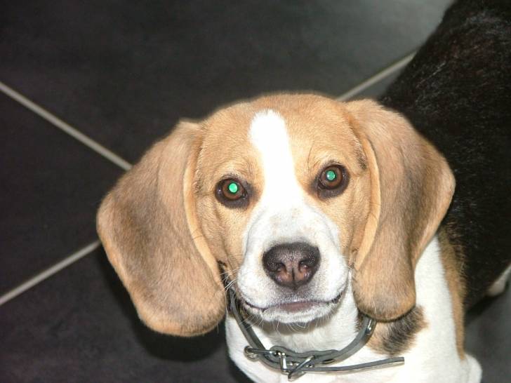 Ginko - Beagle Mâle (8 mois)