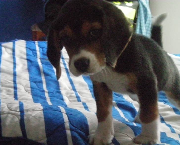DOGGY - Beagle Mâle (1 an)