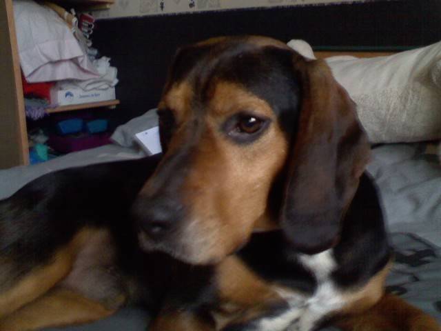 Fripon - Beagle Mâle (5 ans)