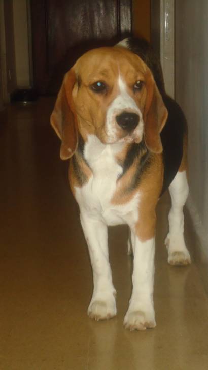 Toni - Beagle Mâle (1 an)