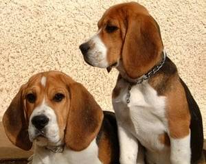 Cookie y Lean - Beagle Mâle (11 mois)