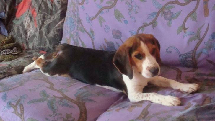 Toby - Beagle Mâle (1 an)