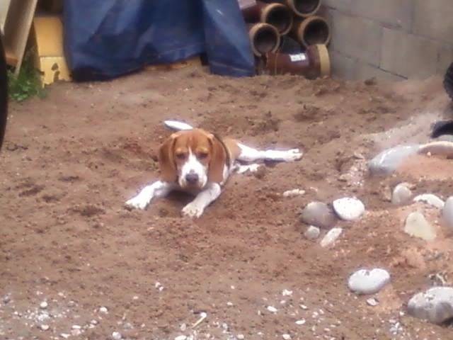 Havane - Beagle Mâle (4 mois)