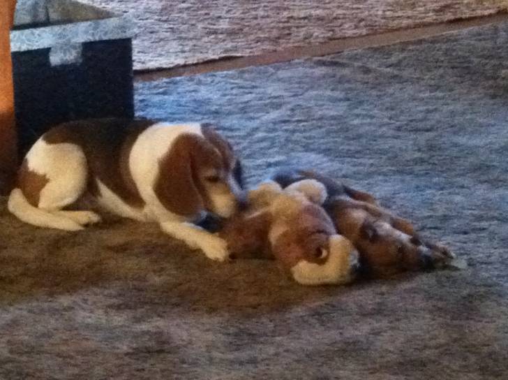 Copper - Beagle (8 ans)