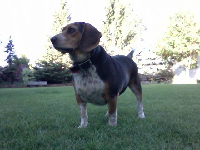 Kay-cee - Beagle (3 ans)