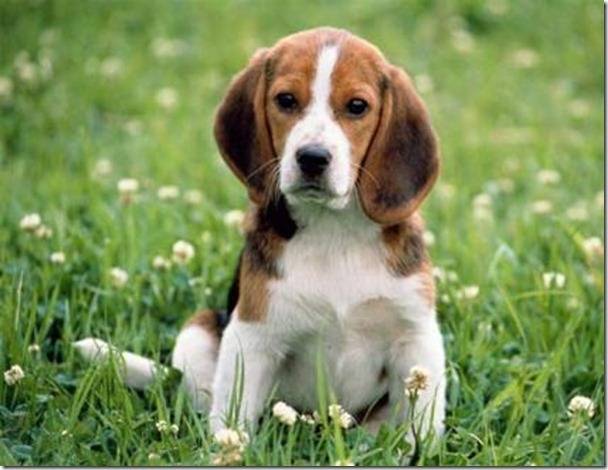 mia - Beagle (2 mois)