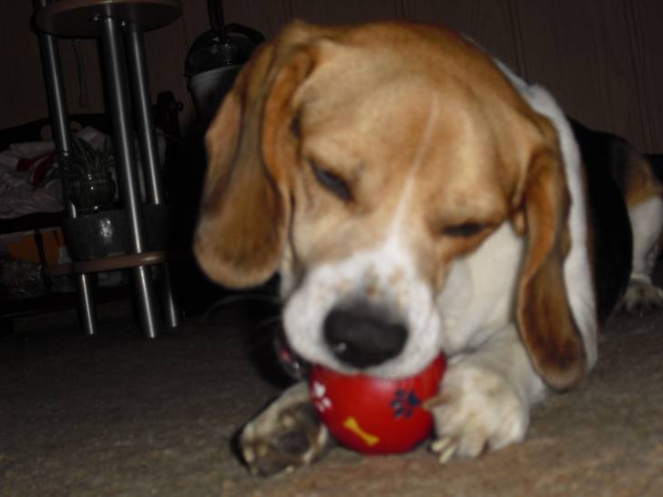 Aco - Beagle Mâle (5 ans)