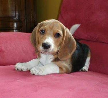 fanfan - Beagle Mâle (3 mois)