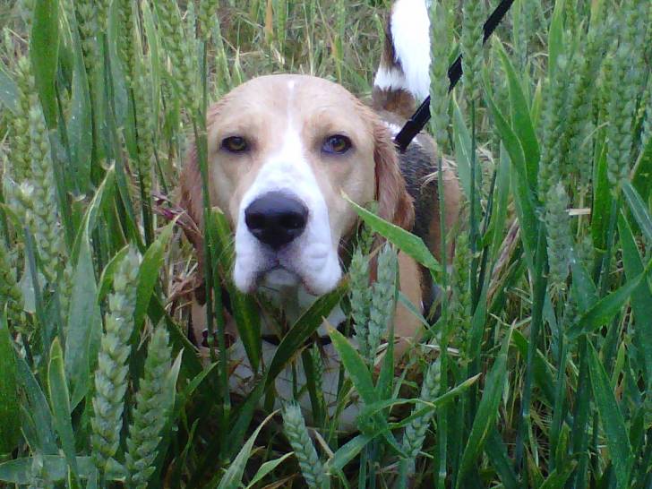 Louie - Beagle Mâle (2 ans)