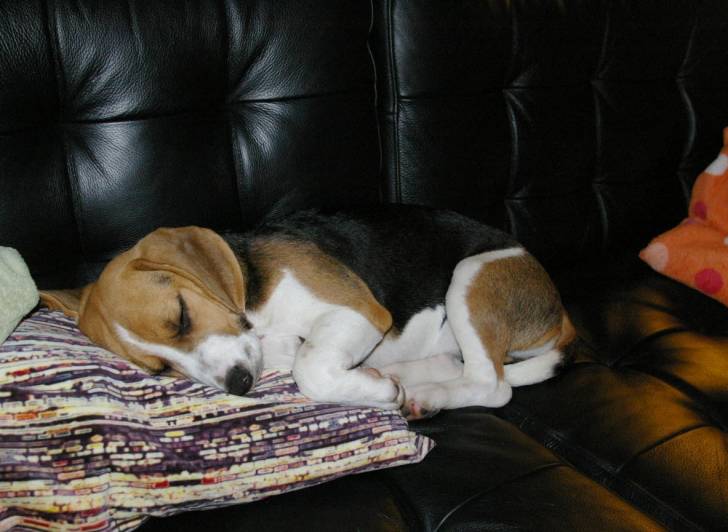 lola - Beagle (2 ans)