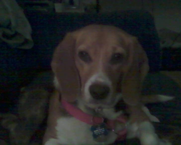 Sasha - Beagle (8 ans)