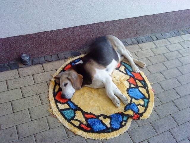 Exel - Beagle Mâle