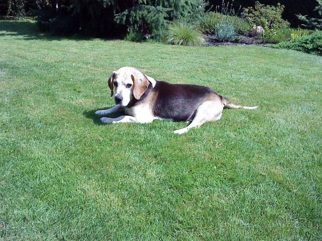 Exel - Beagle Mâle