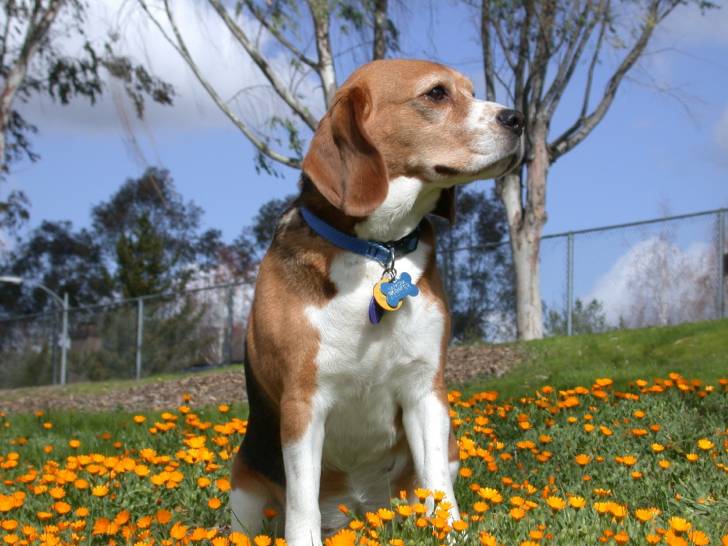 Patches - Beagle Mâle (2 ans)