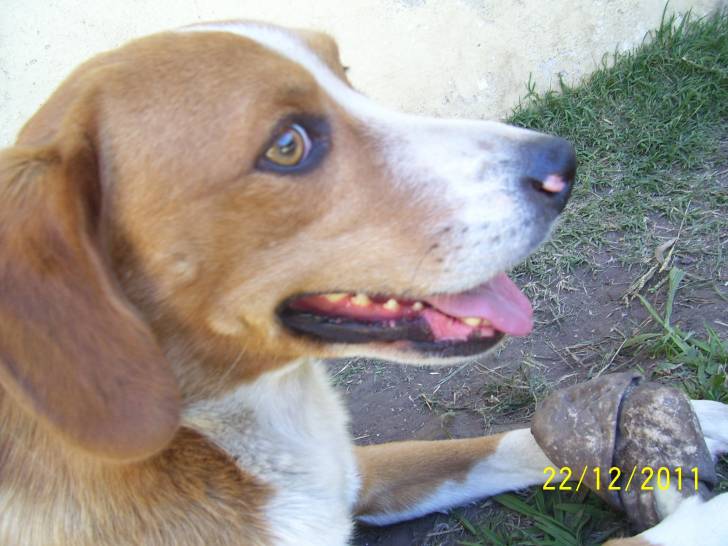 timmy - Beagle Mâle (5 ans)