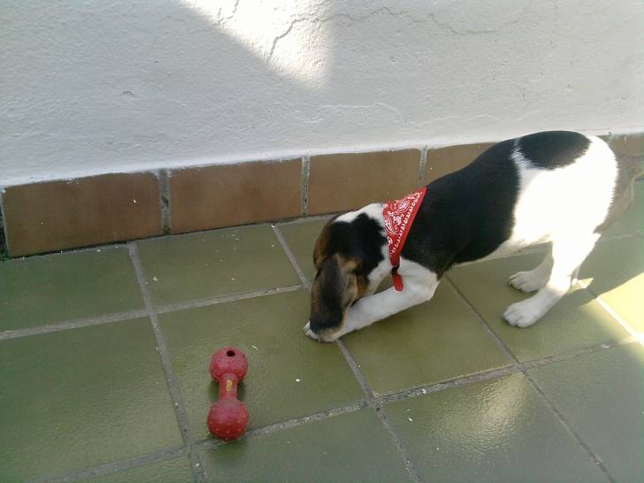 Kira - Beagle (11 mois)