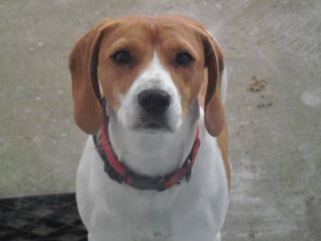 eclaire - Beagle (3 ans)