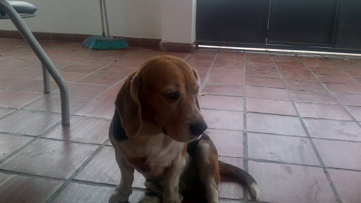 Nut - Beagle (6 ans)