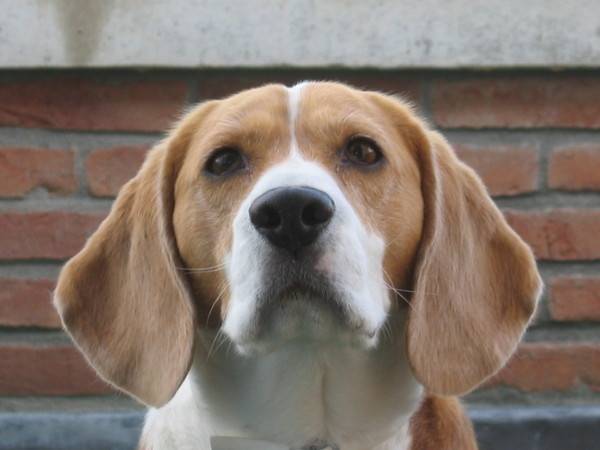 yorke - Beagle Mâle (Autre)