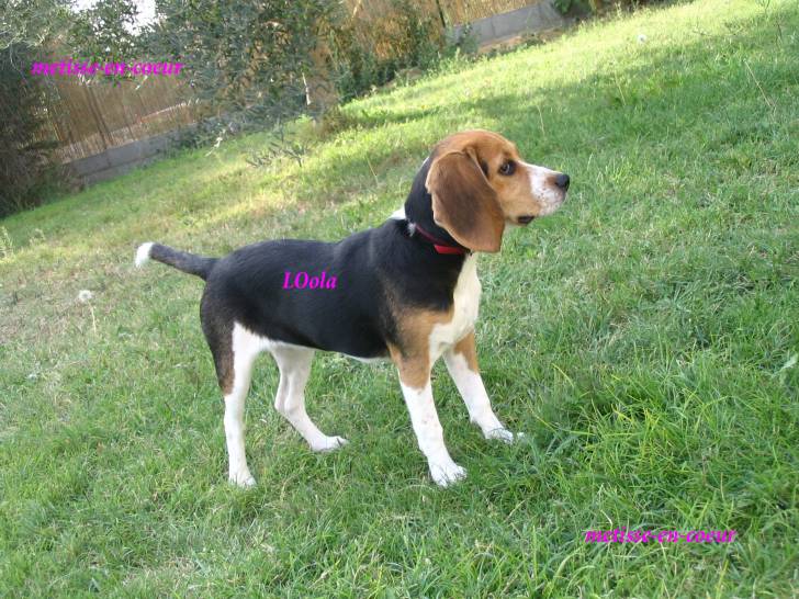 lola - Beagle (1 an)