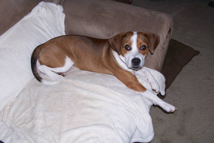 Lucky - Beagle Mâle (2 ans)