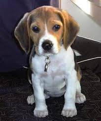 chicho - Beagle Mâle (8 ans)