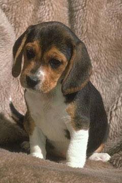 rouki - Beagle Mâle (1 mois)