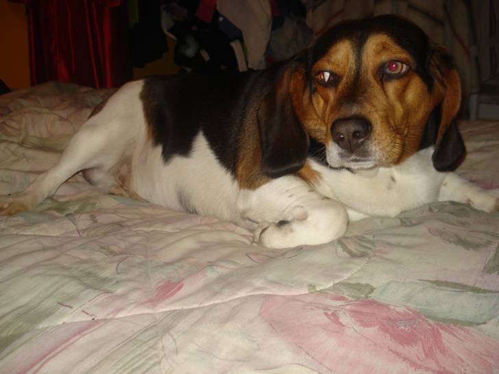 Duncan - Beagle Mâle (2 ans)