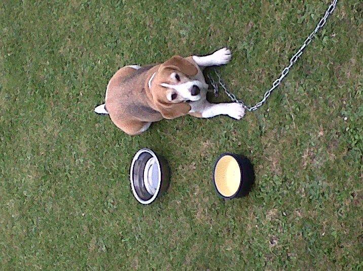 Cooper - Beagle Mâle (6 mois)