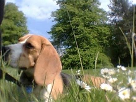 Bailey - Beagle (2 mois)