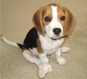 toby - Beagle Mâle (2 mois)