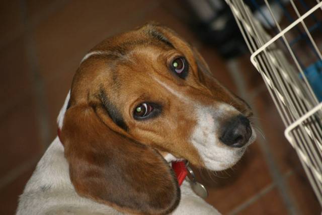 kiara - Beagle (1 an)
