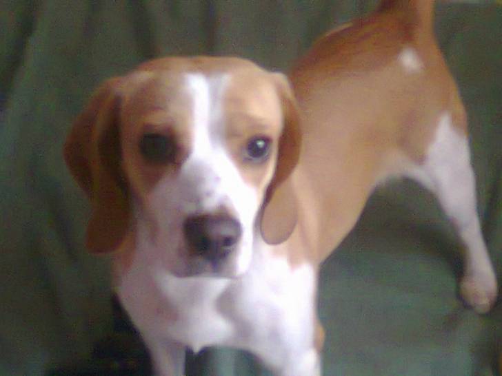 sussy - Beagle (2 ans)