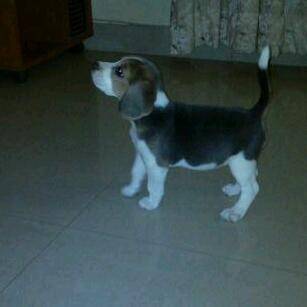 kisu - Beagle Mâle (6 mois)