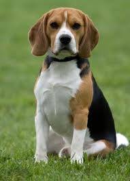 Sally - Beagle (5 ans)