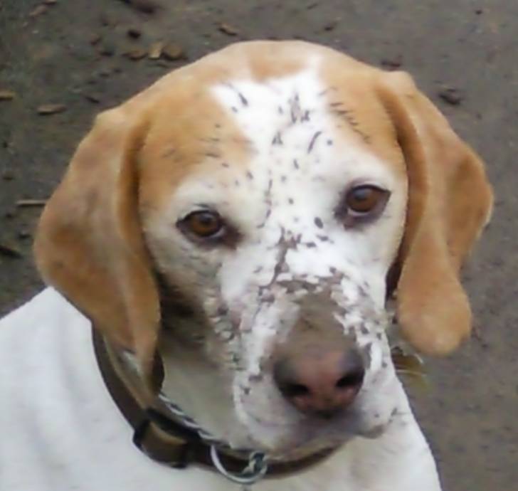 Oakley - Beagle Mâle (7 ans)