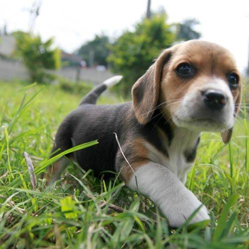 Mine - Beagle Mâle (3 mois)