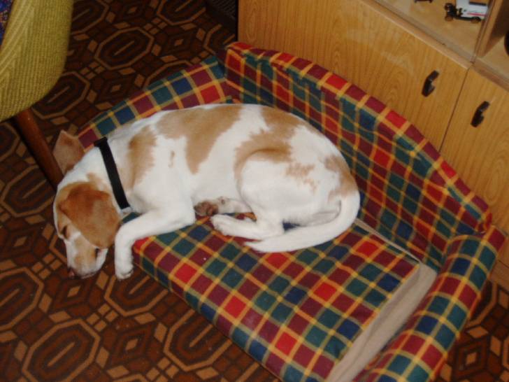 Vivi - Beagle (8 ans)