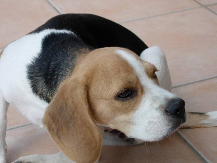 Caylou - Beagle (2 ans)