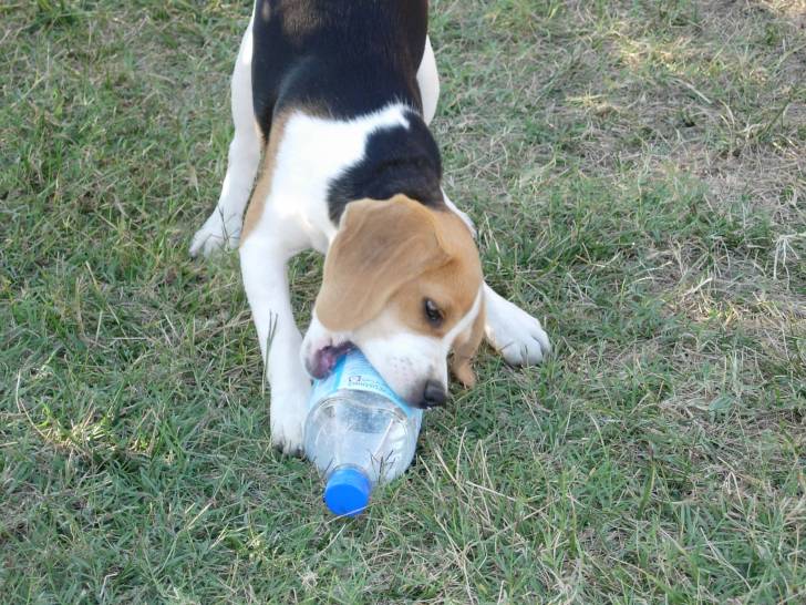 Cayla avec une bouteille d'eau - Beagle (2 ans)