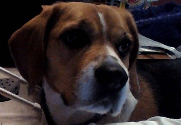 Phoebe - Beagle (4 ans)