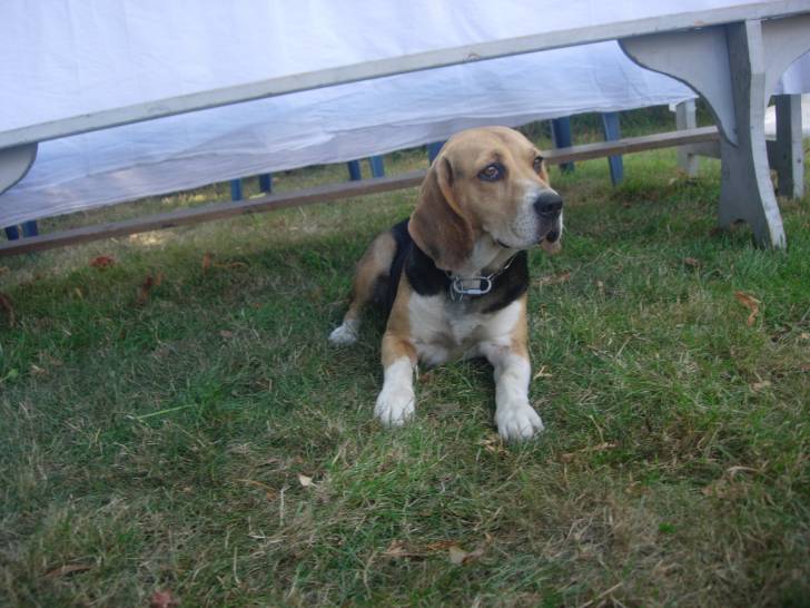 Votka - Beagle (3 ans)