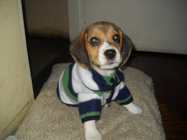 Batuke - Beagle Mâle (9 mois)
